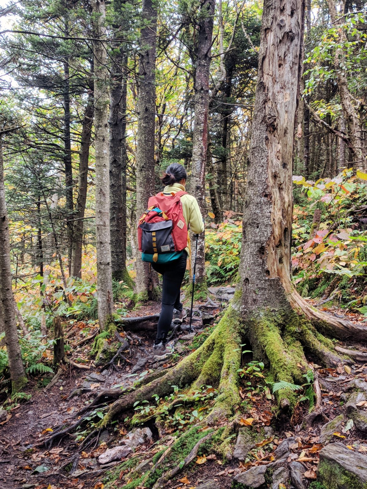 Hiking Mt Greylock in the woods