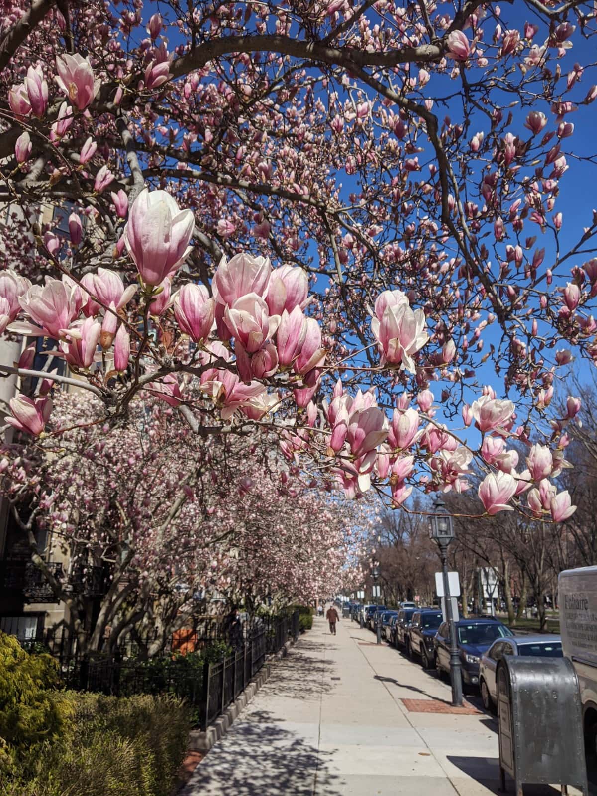 a row of magnolia trees down the street