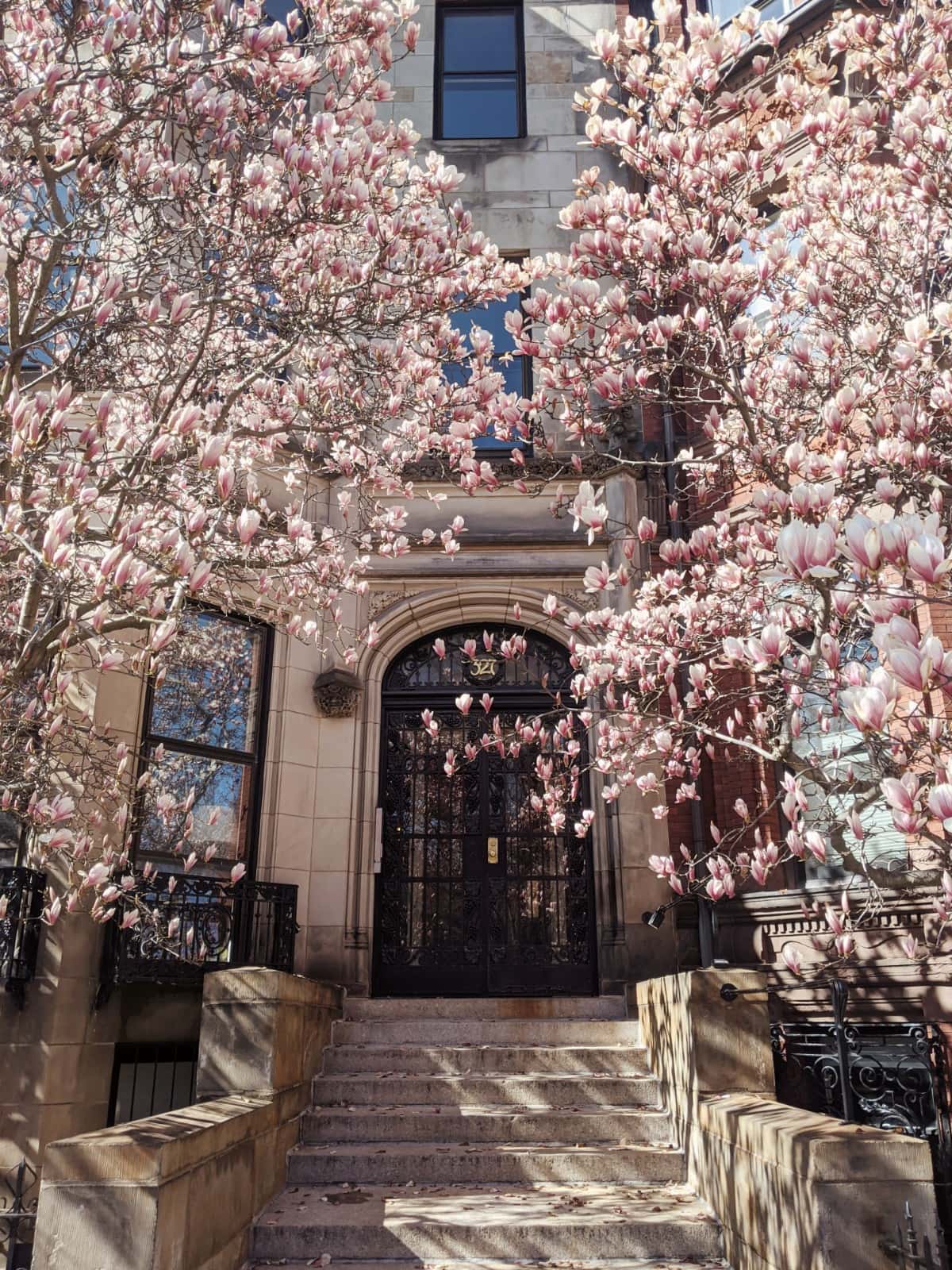 Magnolia Trees in Boston: Where to Find Them