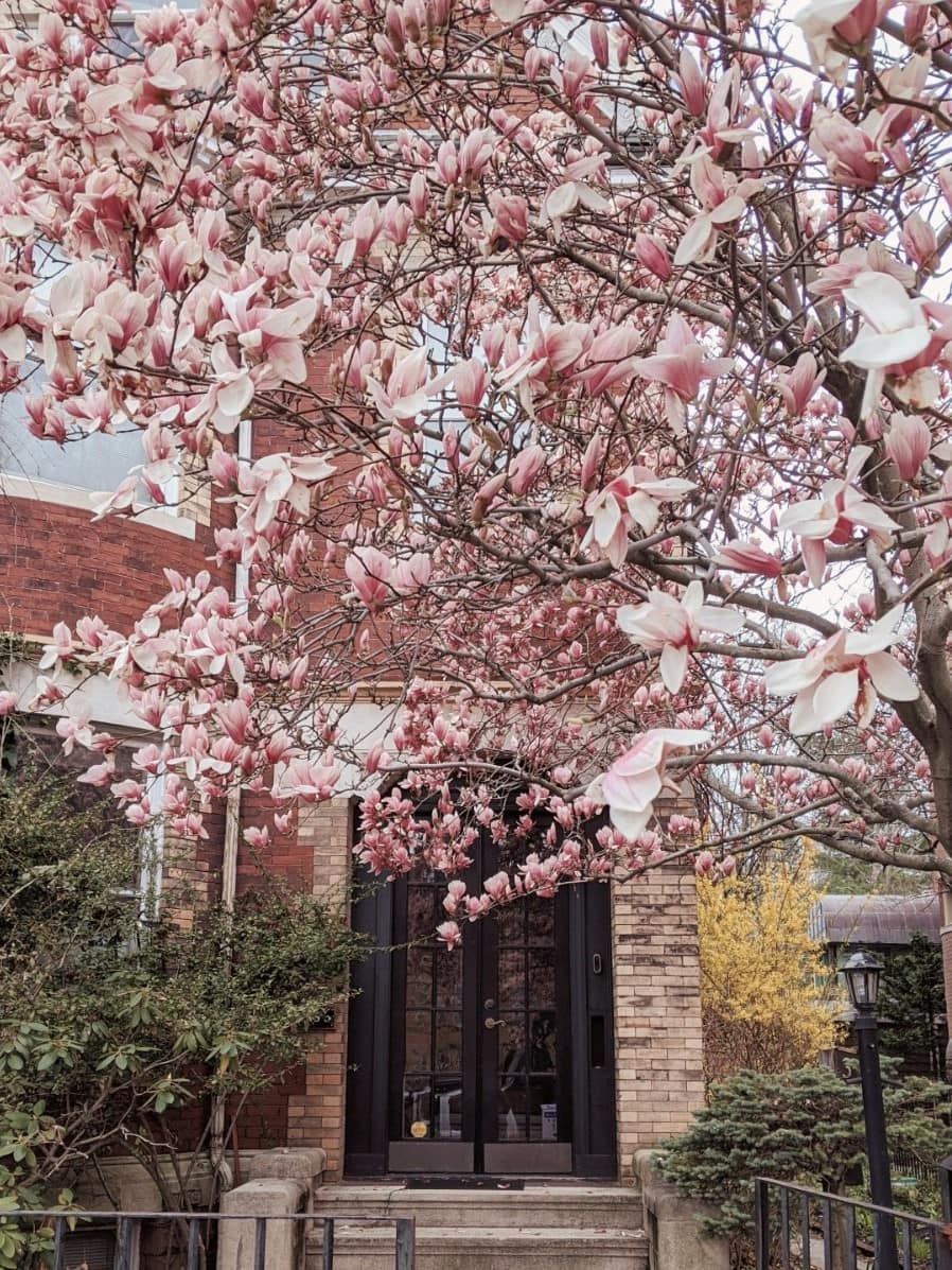 Magnolia Trees in Boston: Where to Find Them