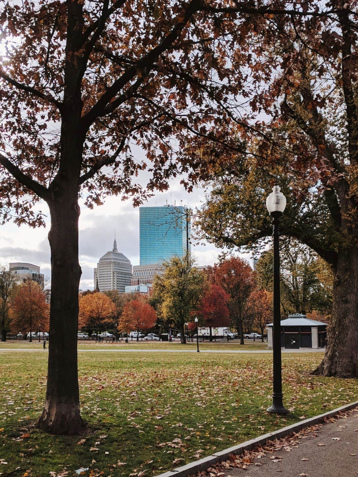 Trees with fall leaves framing tall buildings in the distance