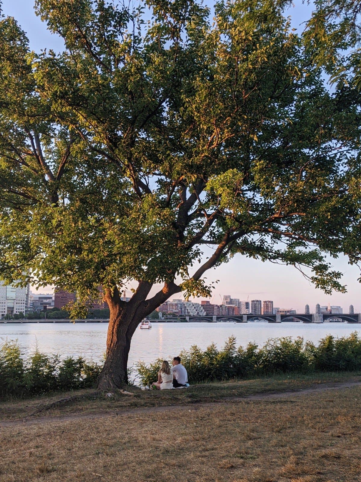 a couple under a tree in front of the Charles River at sunset, photo by Roaming Boston