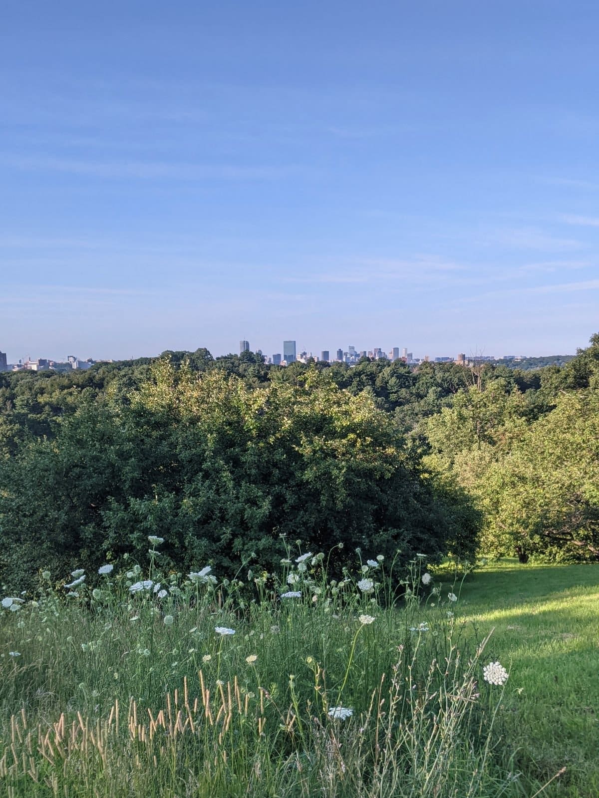 Boston skyline in the distance at Peters Hill at Arnold Arboretu