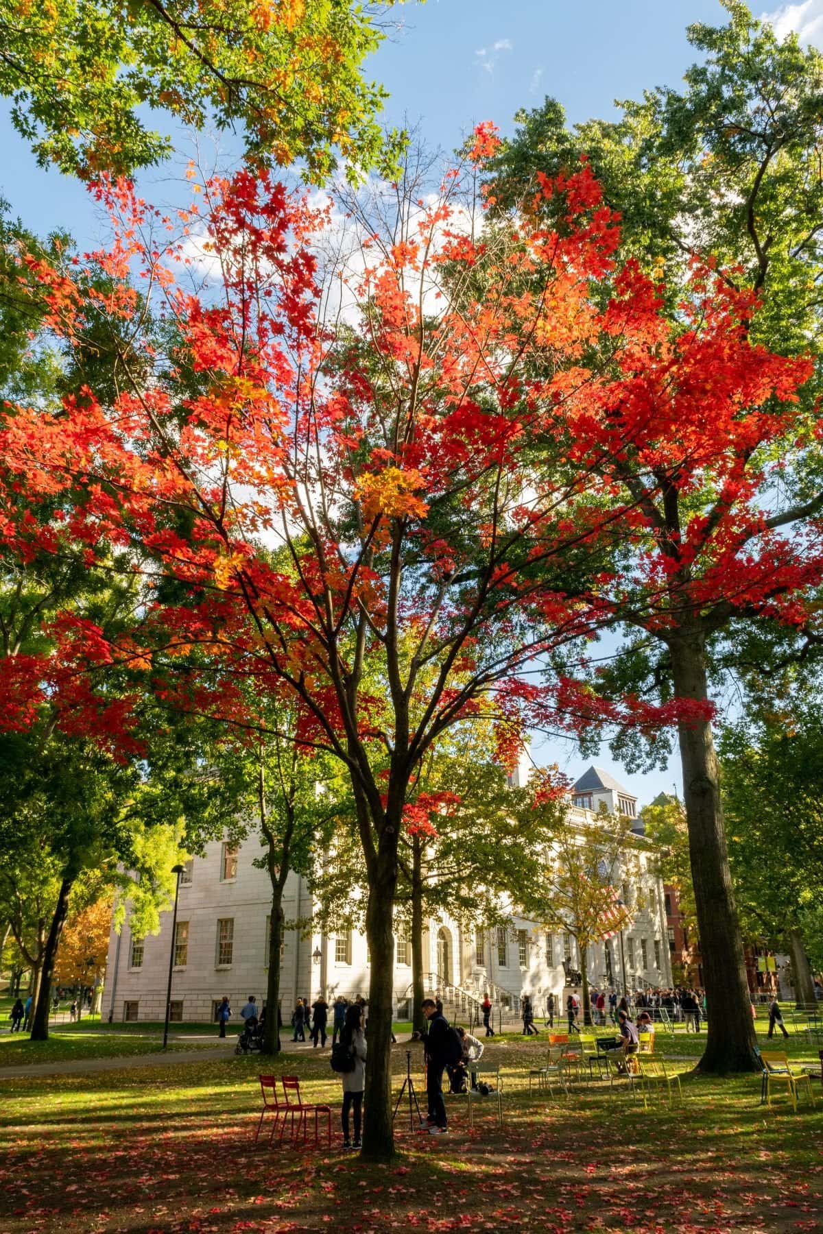 Colorful trees in Harvard Yard in the fall