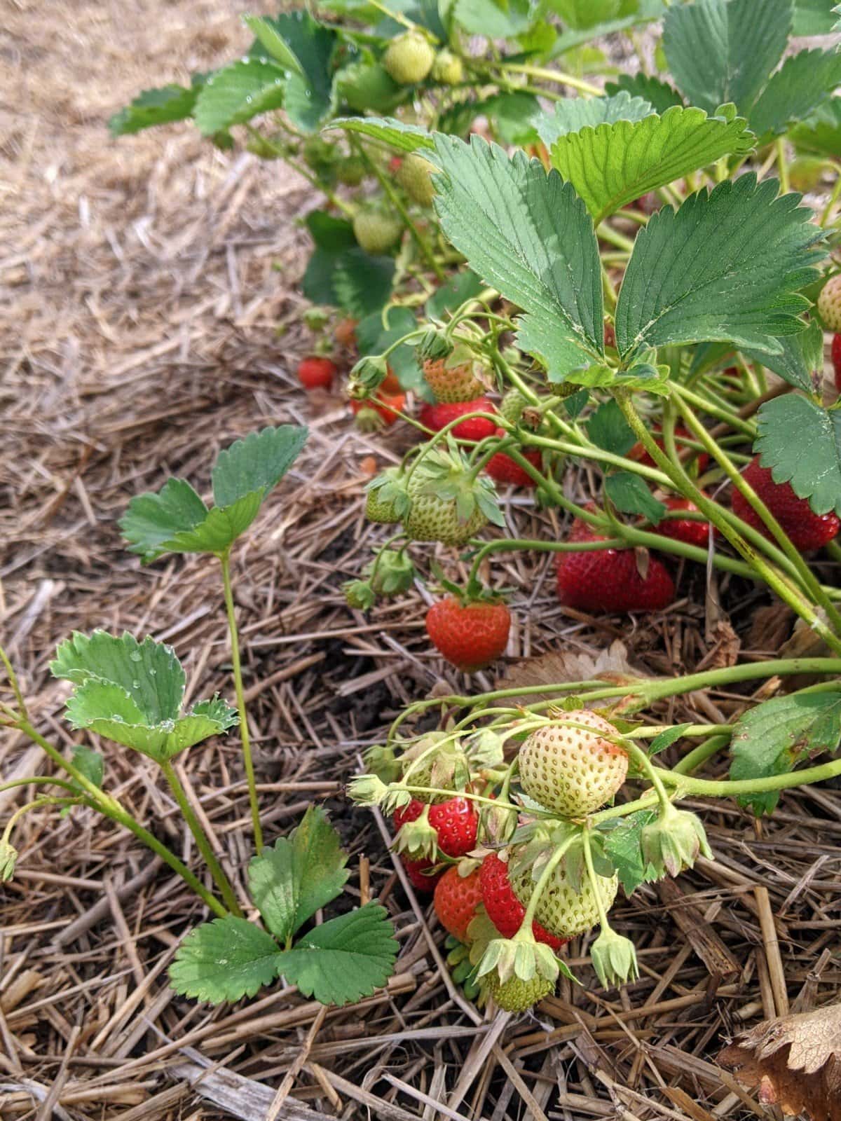 Strawberry Orchard