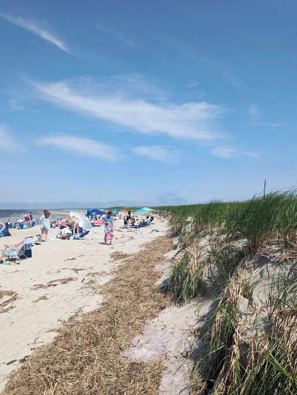 Beach grass and white sand at Crane Beach on a sunny day